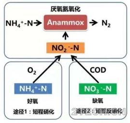 区别：厌氧氨氧化与短程硝化反硝化 - 环保之家 