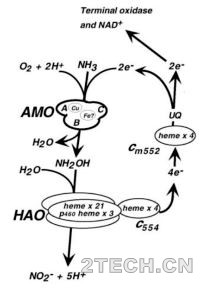 羟胺是海洋中氨氧化古菌氨氧化过程的中间产物 - 环保之家 