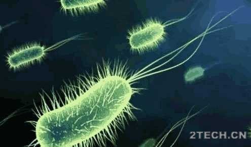 详解：关于硝化细菌[ - 环保之家 
