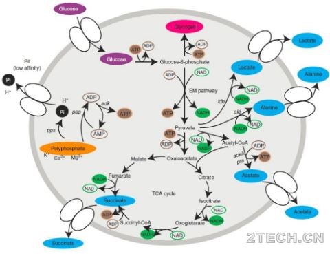 侧流活性污泥发酵强化生物除磷[S2EBPR]作用机理新发展 - 环保之家 