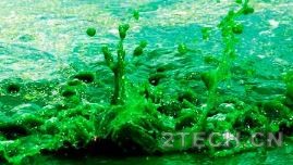 聊聊：富营养化水体中蓝藻毒素危害及控制 - 环保之家 