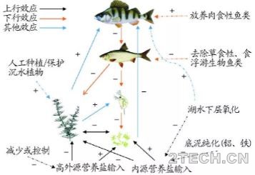解析：沉水植物对浮游动物影响及其生态效应机理 - 环保之家 
