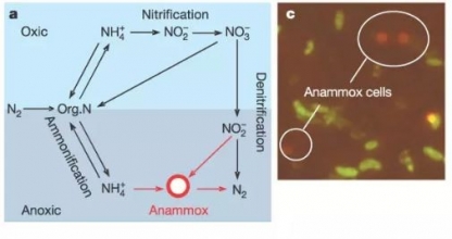 说说：厌氧氨氧化研究及发展史