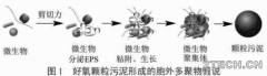 研究：好氧颗粒污泥性质及形成机制