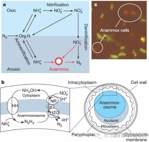 说说：厌氧氨氧化研究及发展史 - 环保之家 