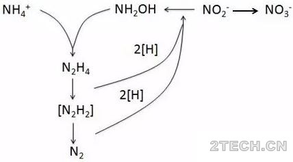 氮和亚硝酸盐进入到厌氧氨氧化菌内部具体发生了些什么？ - 环保之家 