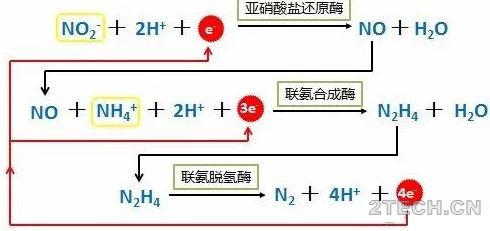 发现：厌氧氨氧化菌宏基因组测序发现了什么？！ - 环保之家 