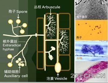 解析：重金属污染土壤菌根修复技术原理 - 环保之家 