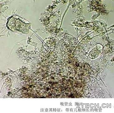 图谱：污水处理微生物 - 环保之家 