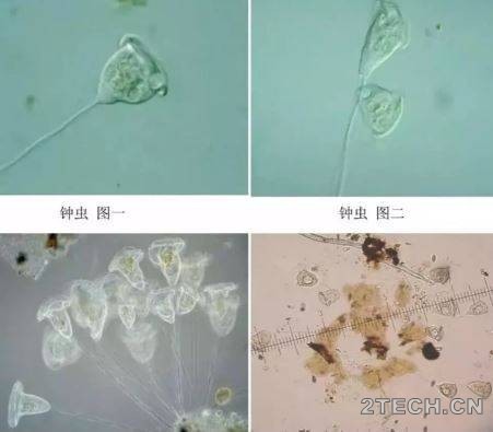 图谱：污水处理微生物 - 环保之家 