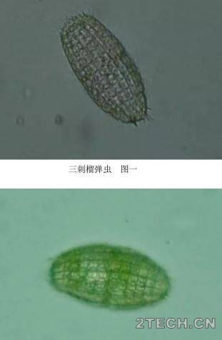 图谱：污水处理微生物 - 环保之家 