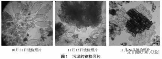 实战：焦化废水活性污泥培养驯化 - 环保之家 