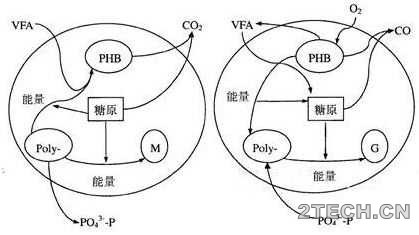 探究：聚磷菌除磷机理及影响因素 - 环保之家 