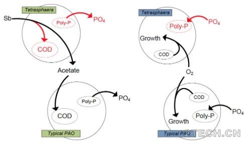 说说：强化生物除磷[EBPR]原理 - 环保之家 