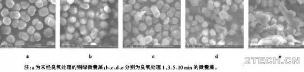 进展 | 预氧化强化混凝去除富营养化水体中藻类研究 - 环保之家 