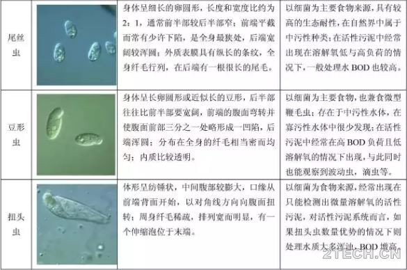 说说：活性污泥微生物镜检之图谱 - 环保之家 