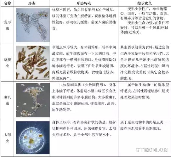 说说：活性污泥微生物镜检之图谱 - 环保之家 