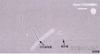 说说：活性污泥微生物镜检之生物相与运行 - 环保之家 