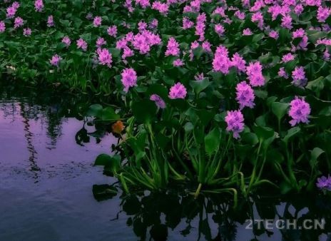 聊聊：水生植物及其分类 - 环保之家 