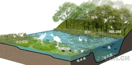 聊聊：湿地植物配置 - 环保之家 