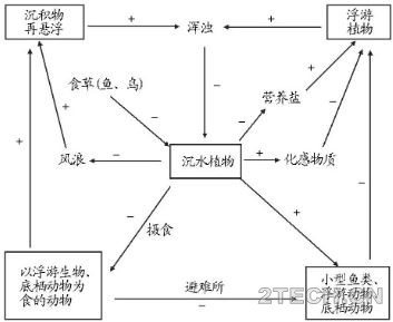 解析：沉水植物对浮游动物影响及其生态效应机理 - 环保之家 