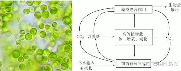 美国农村污水高效藻类塘处理技术 - 环保之家 