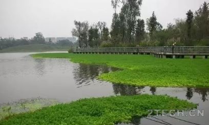 汇说：沉水植物生态修复之狐尾草篇 - 环保之家 