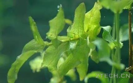 汇说：沉水植物生态修复之马来眼子菜篇 - 环保之家 