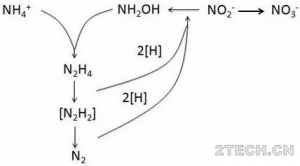 氮和亚硝酸盐进入到厌氧氨氧化菌内部具体发生了些什么？